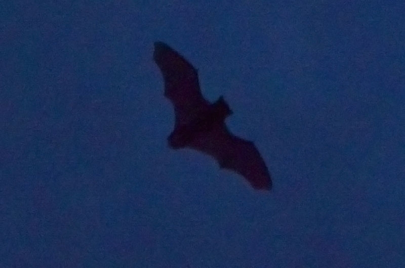 vleermuis 8-2013 1871