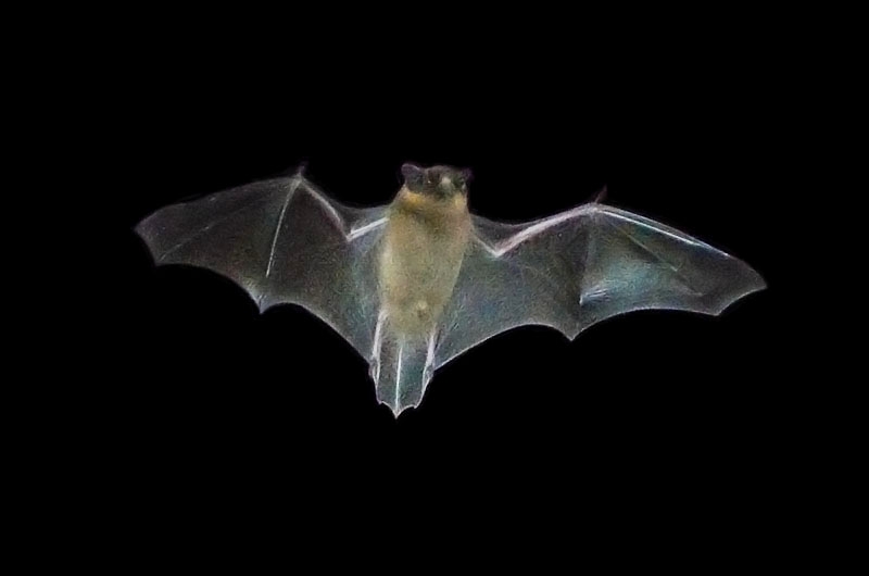 vleermuis 8-2013 2393-