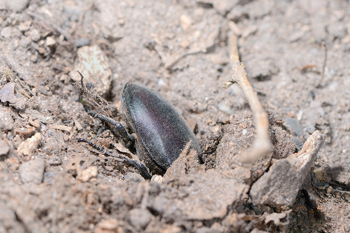 vliegend hert (Lucanus cervus) 6-2018 4811