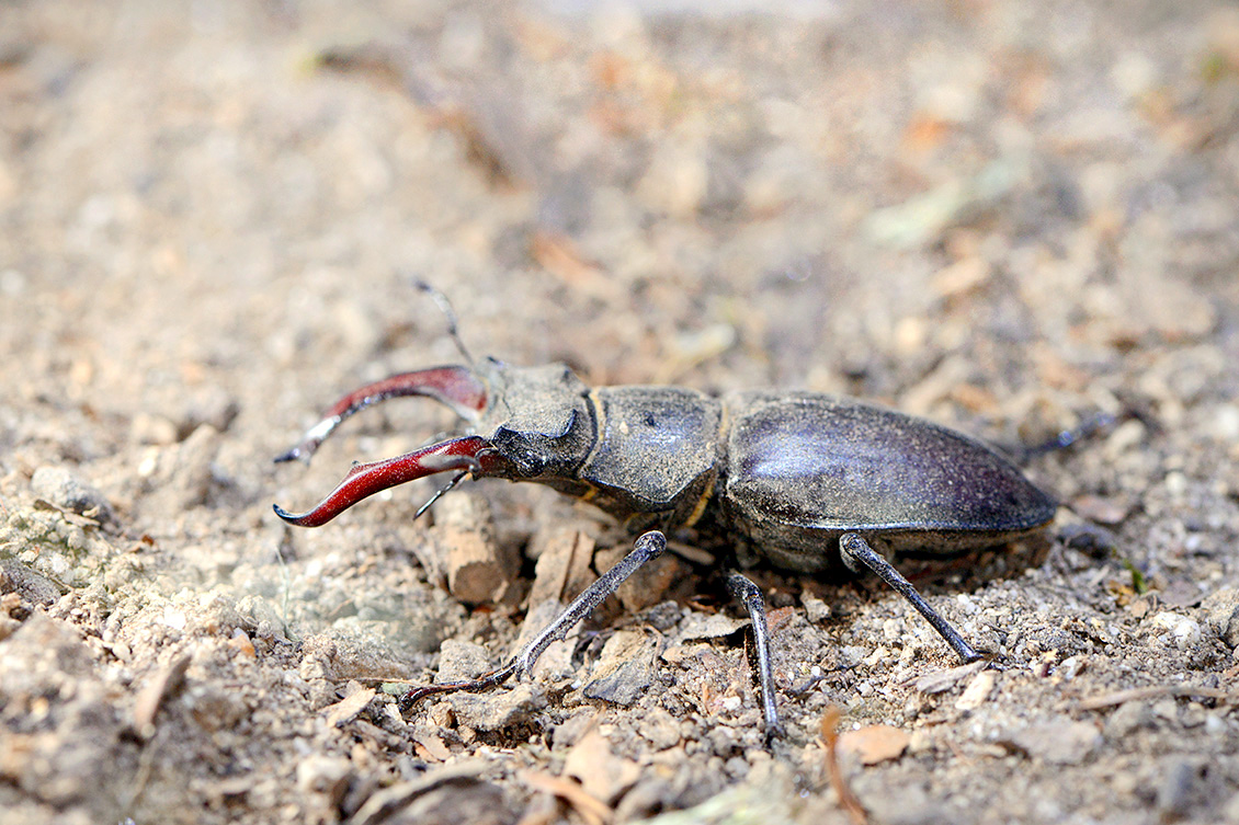 vliegend hert (Lucanus cervus) 6-2018 4819