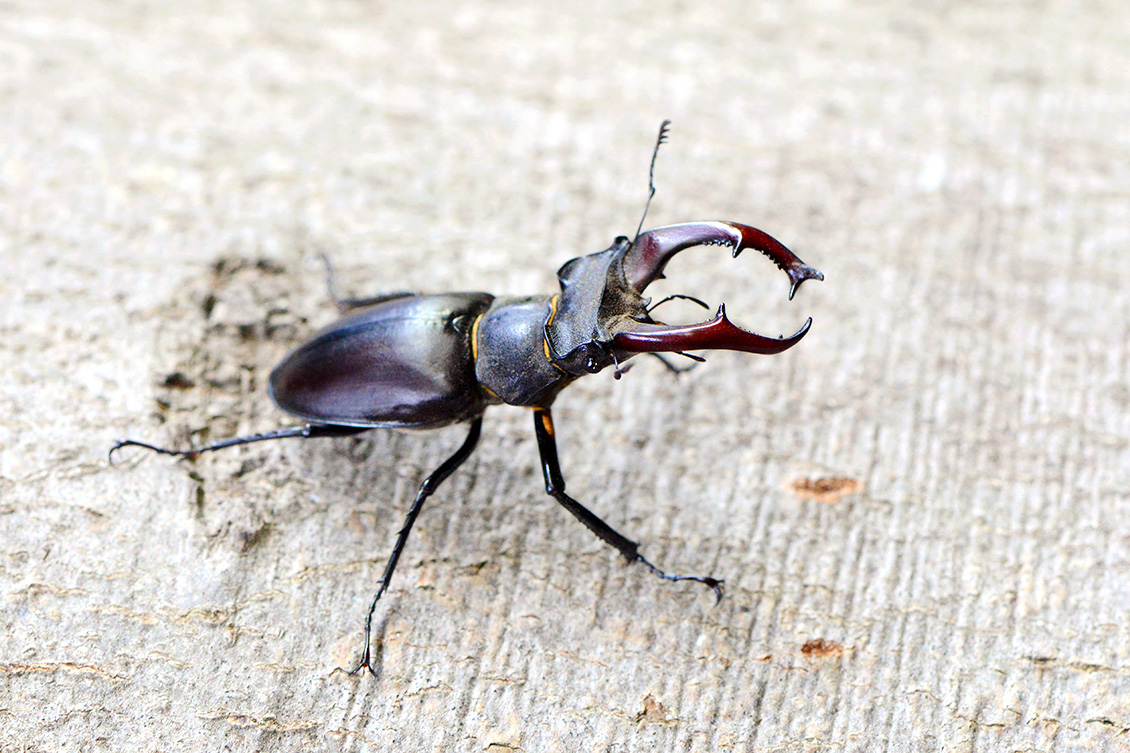 vliegend hert (Lucanus cervus) 6-2018 4948