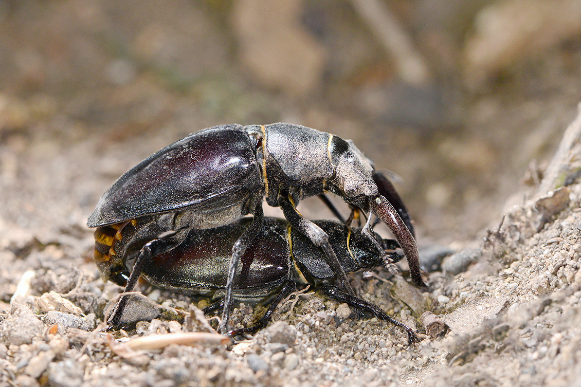 vliegend hert (Lucanus cervus) 6-2018 5048