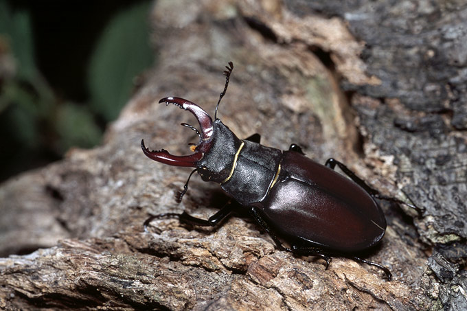 vliegend hert (lucanus cervus)