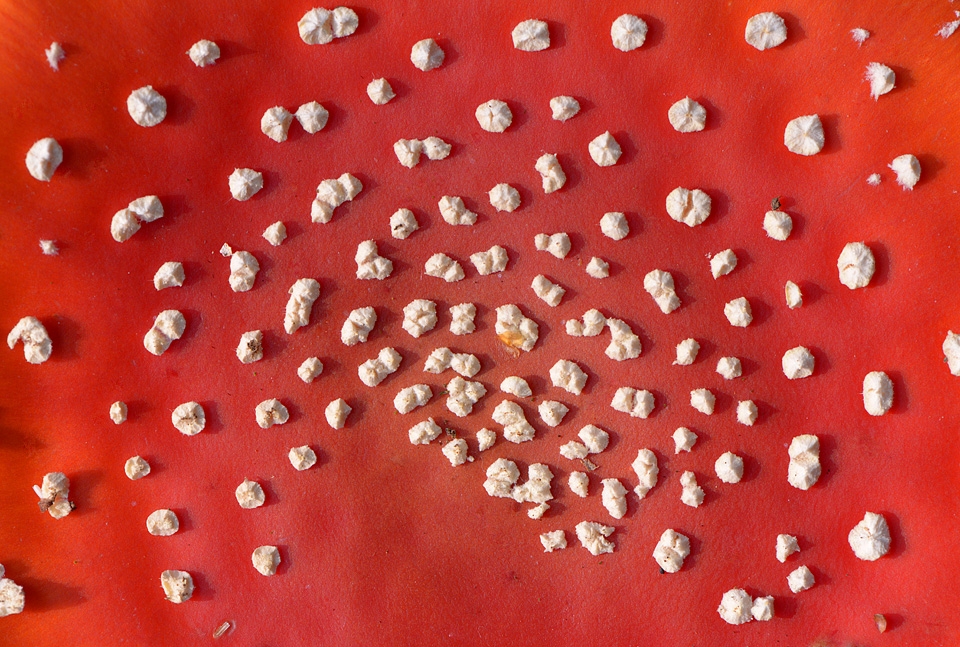 vliegenzwam (Amanita muscaria) 10-2015 4181