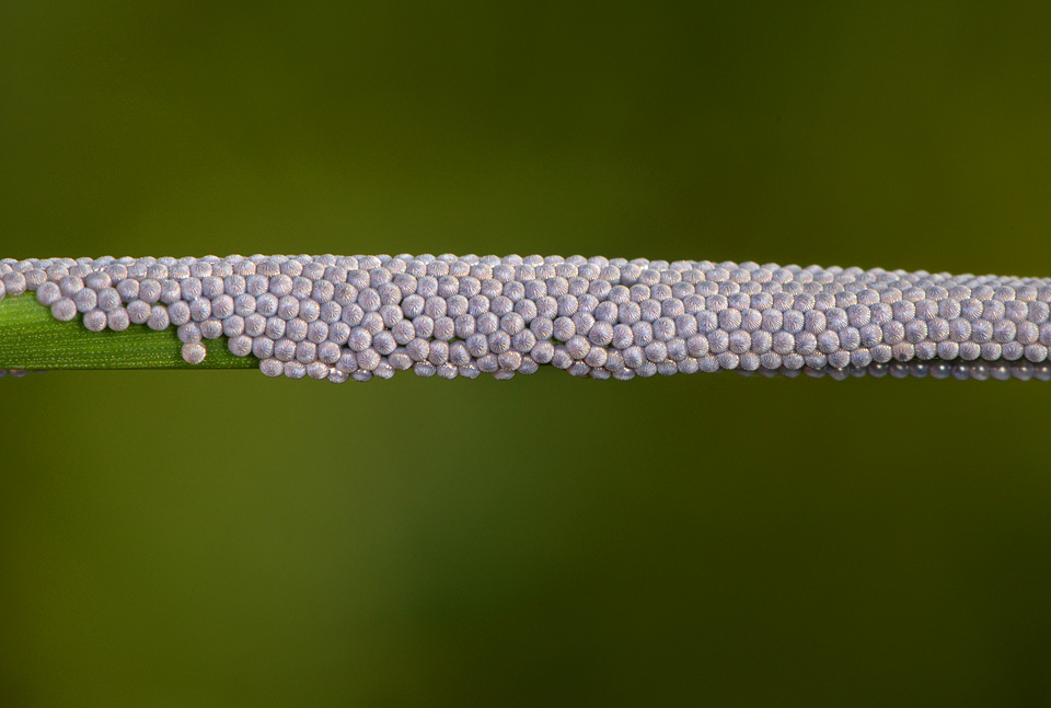 vlindereitjes (Noctua pronuba) 9-2015 3959