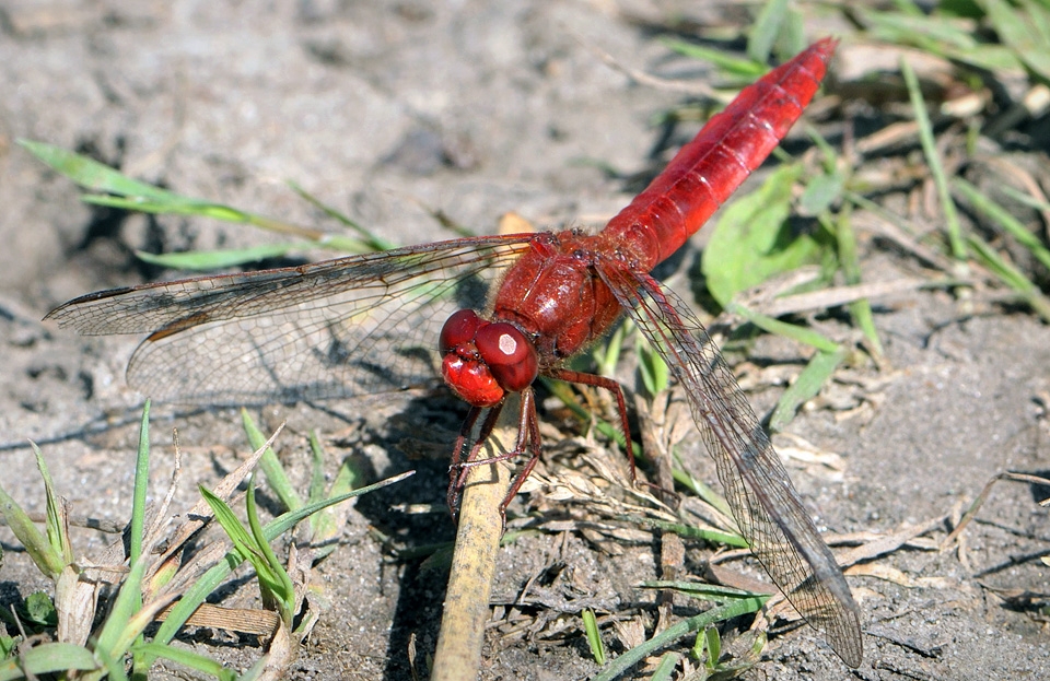 vuurlibel (Crocothemis erythraea) 5852
