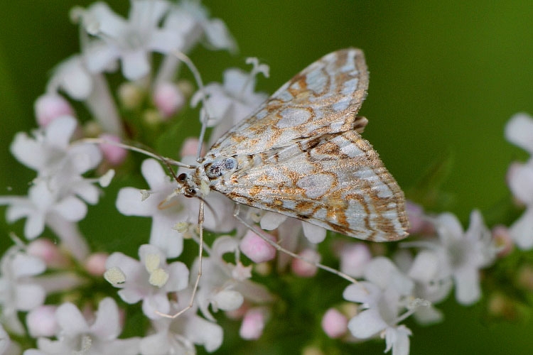 waterleliemot (nymphula of elophila  nymphaeata) 6-2012 8830