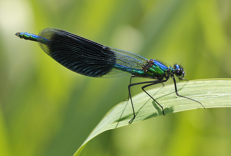 weidebeekjuffer (calopteryx splendens) 4835