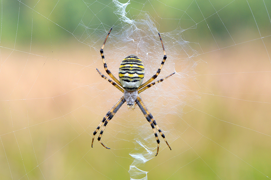 wespspin (argiope bruennichi) 10-2017 3871