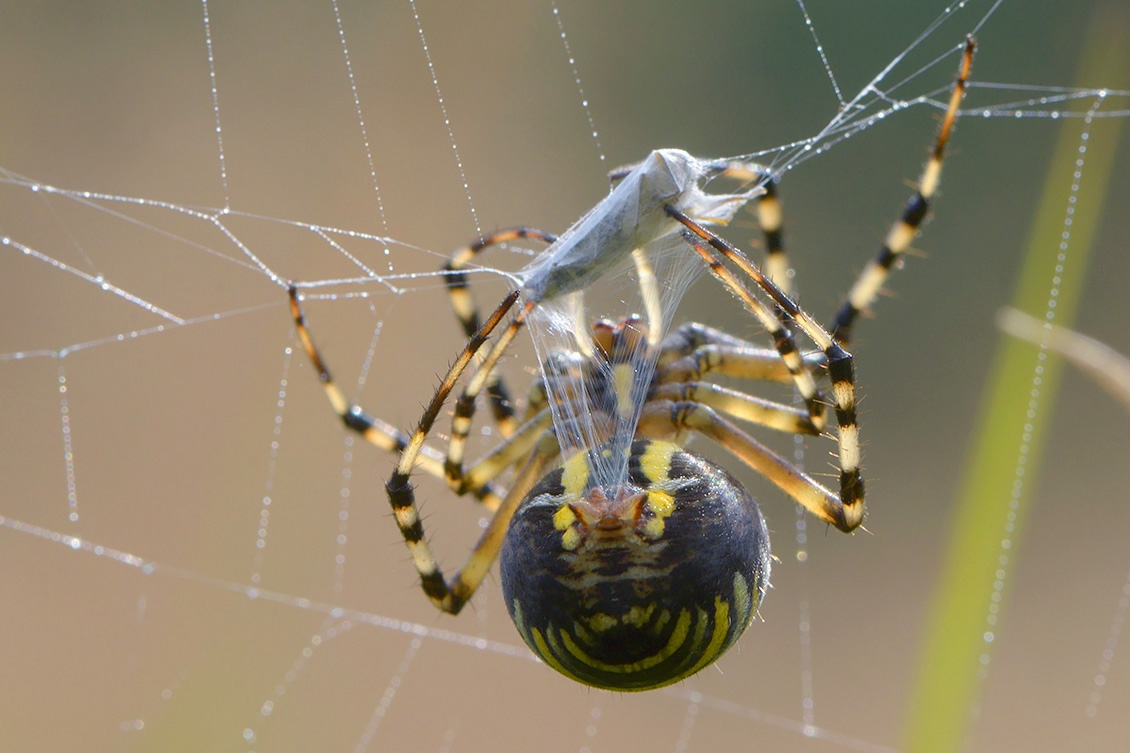 wespspin (argiope bruennichi) 10-2017 3887)