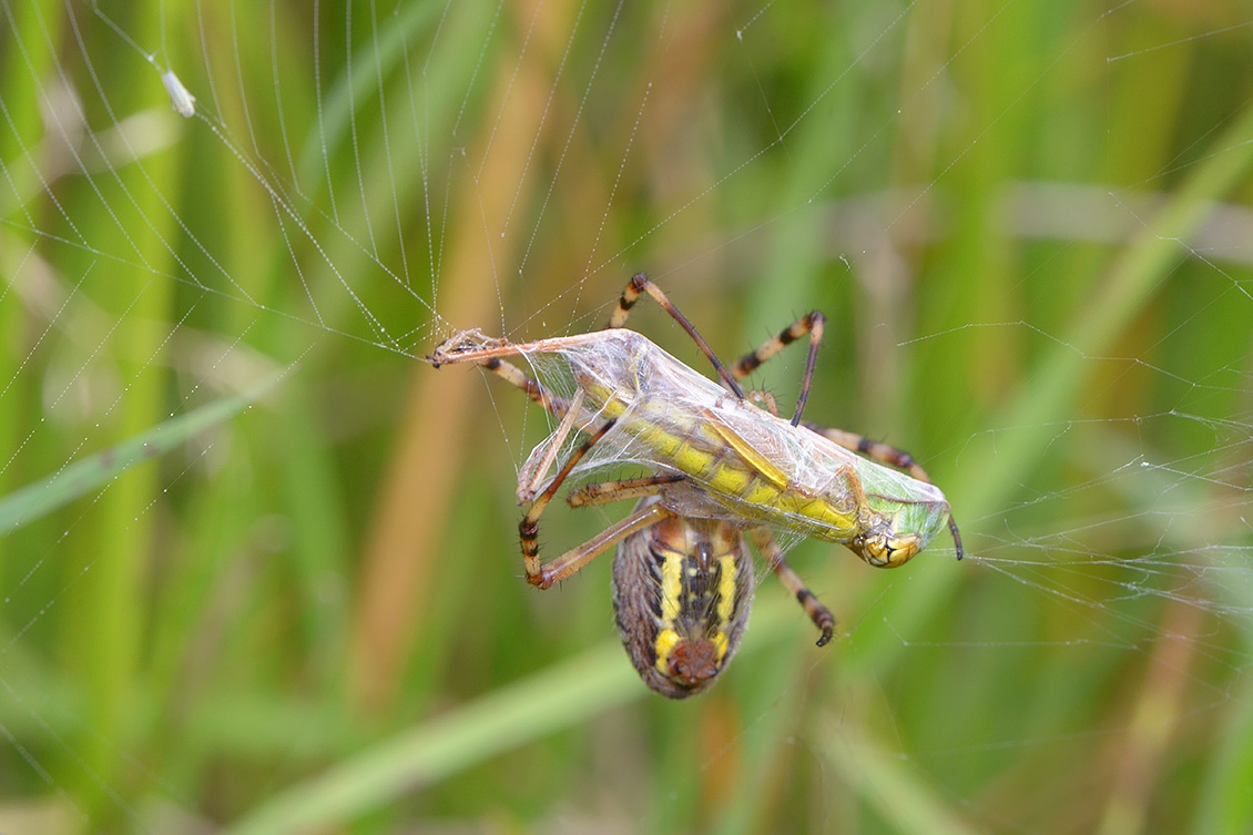 wespspin (argiope bruennichi) 10-2017 3916