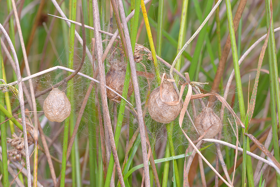 wespspin (argiope bruennichi) 10-2017 3919
