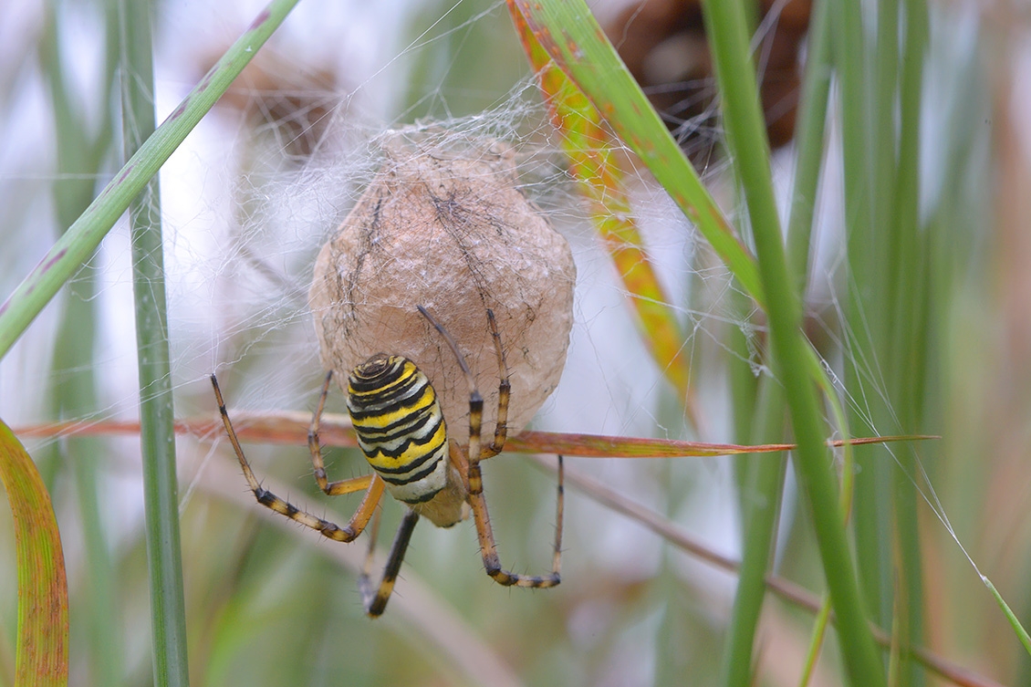 wespspin (argiope bruennichi) 10-2017 3925