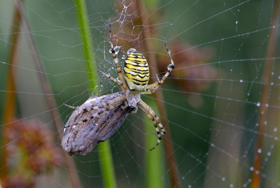 wespspin (argiope bruennichi) 7-2014 0176
