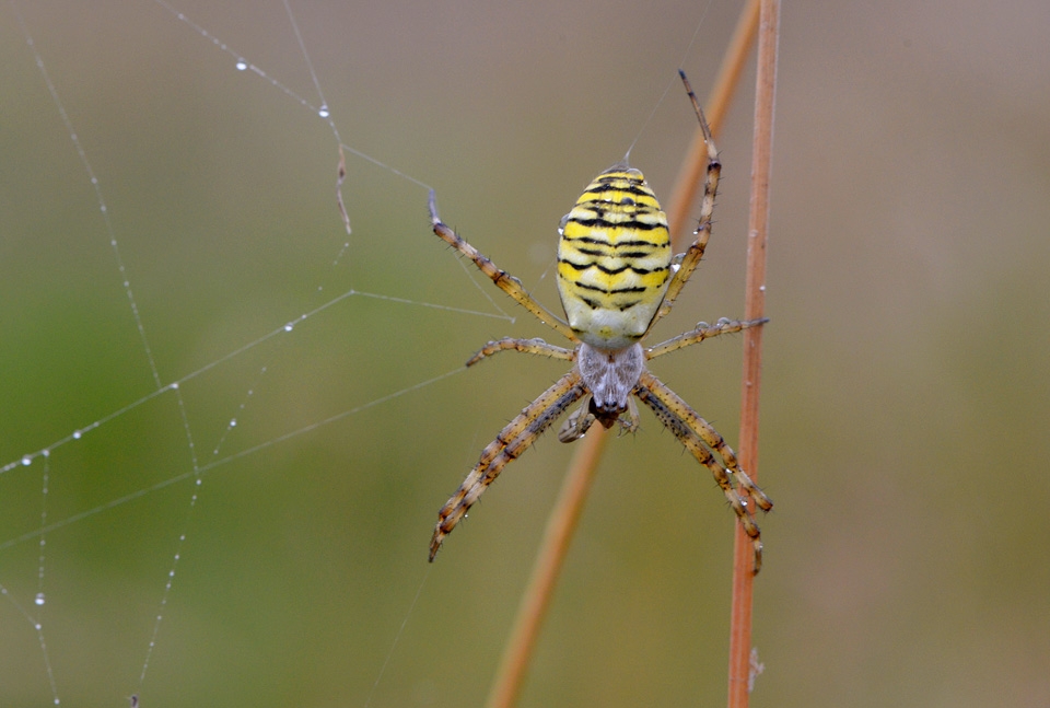 wespspin (argiope bruennichi) 7-2014 0184