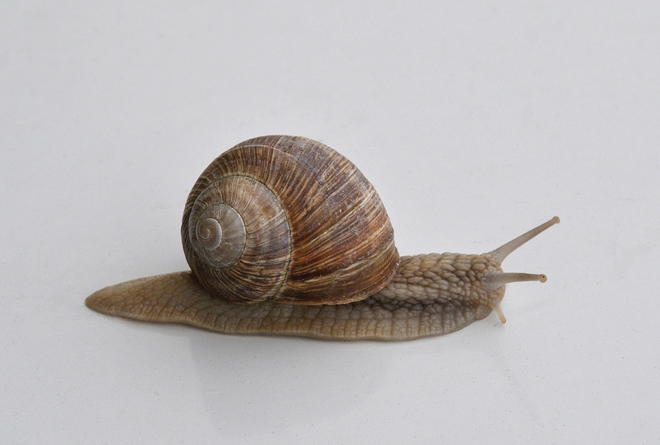 wijngaardslak (Helix pomatia) 8-2014 7492