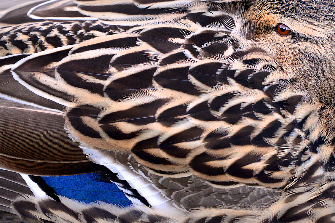 wilde eend (Anas platyrhynchos) 3-2018 2774