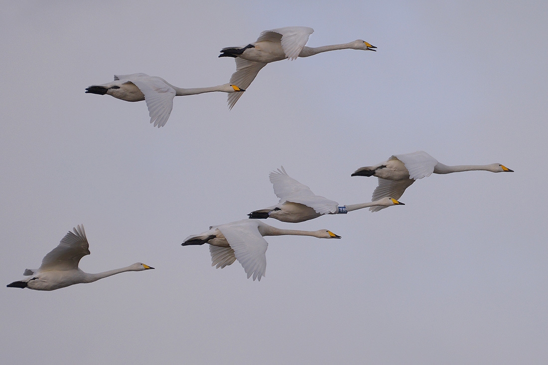 wilde zwanen (Cygnus cygnus) 1-2017 3636