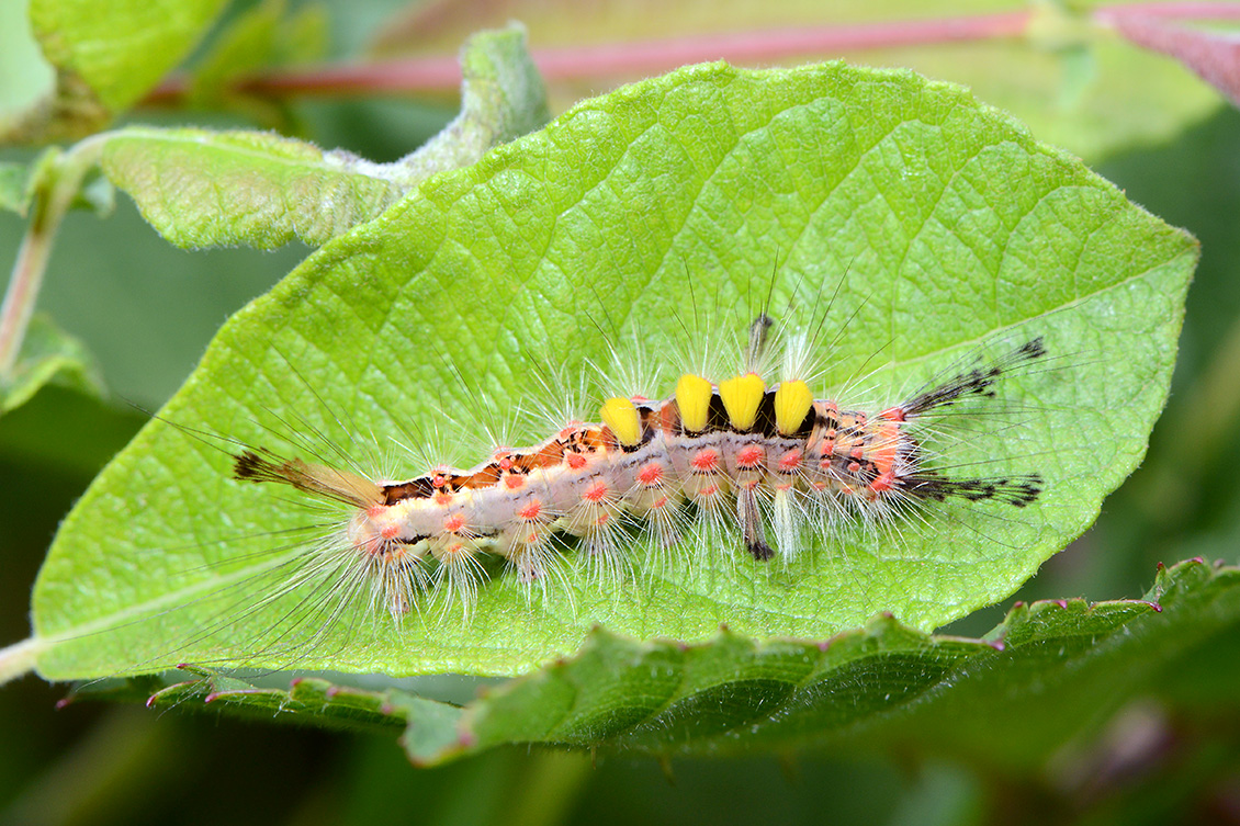 witvlakvlinder rups 6-2018 4642