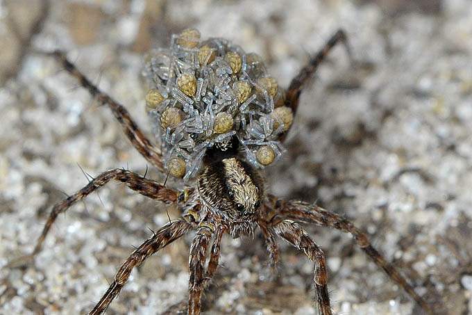 wolfspin met jonkies (pardosa sp) 06-2011 8324-
