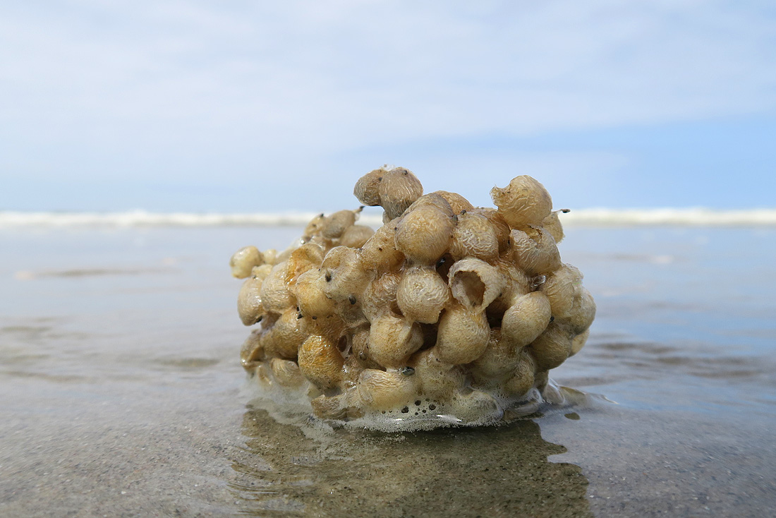 wulkeneieren 6-2016 0313