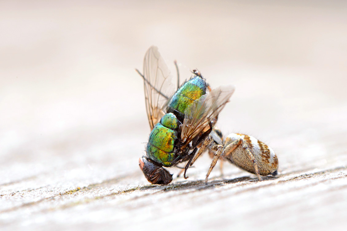 zebraspin (salticus scenicus) 5-2018 3721