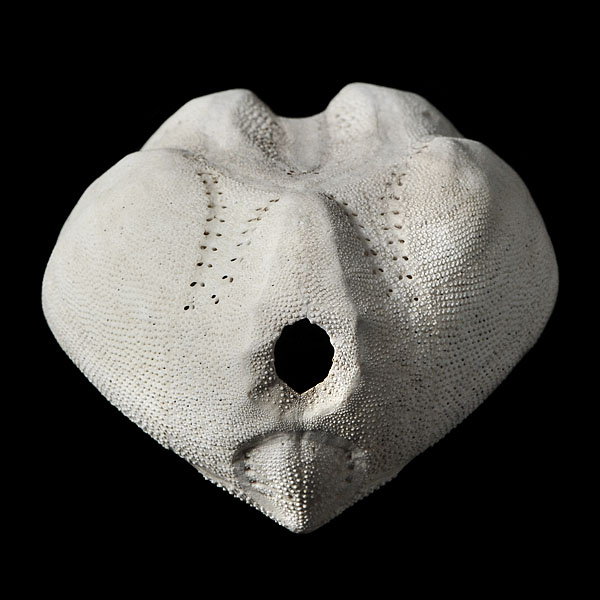 zeeklit (echinocardium cordatum) 2013 4034