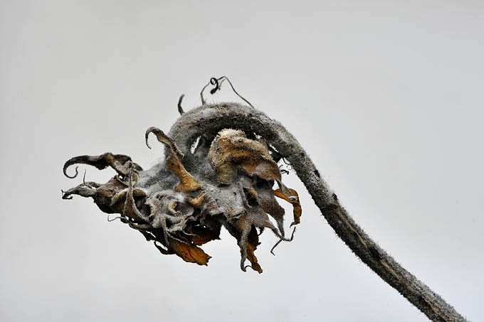 zonnebloem 02-2011 3966