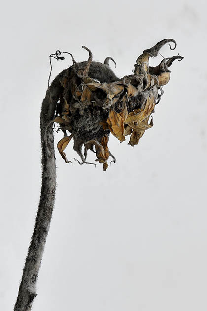 zonnebloem 02-2011 3971