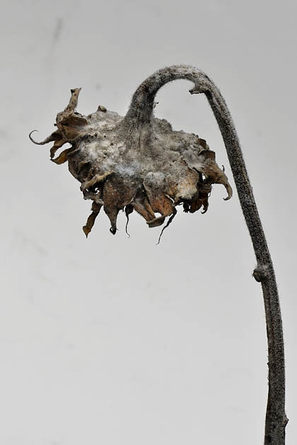 zonnebloem 02-2011 3988