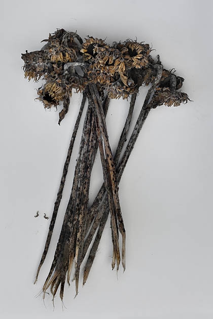 zonnebloem 02-20113902