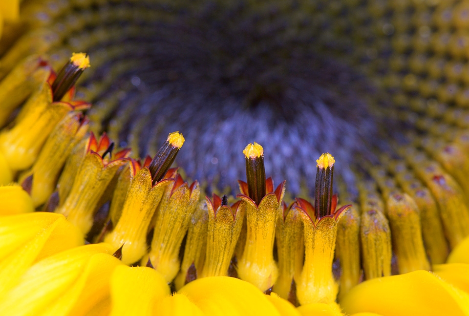 zonnenbloem 9-2015 3802