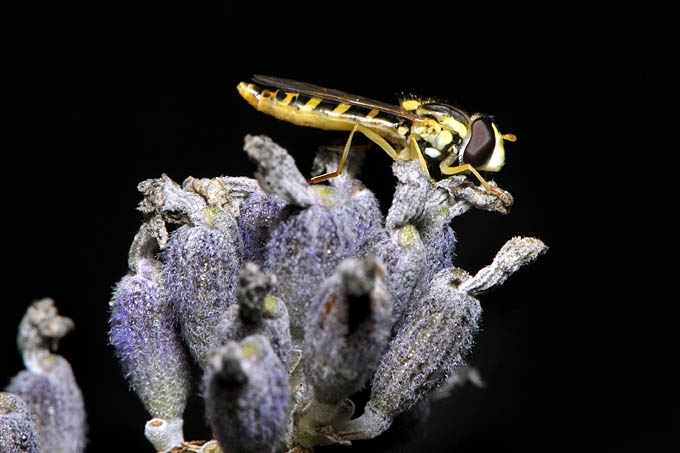 zweefvlieg (meliscaeva cinctella) 07-2011 9848