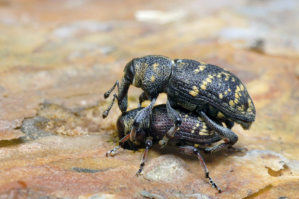 0840-Grote dennesnuitkever (hylobius abietis)