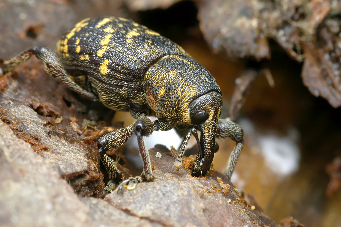 0850-Grote dennesnuitkever (hylobius abietis)
