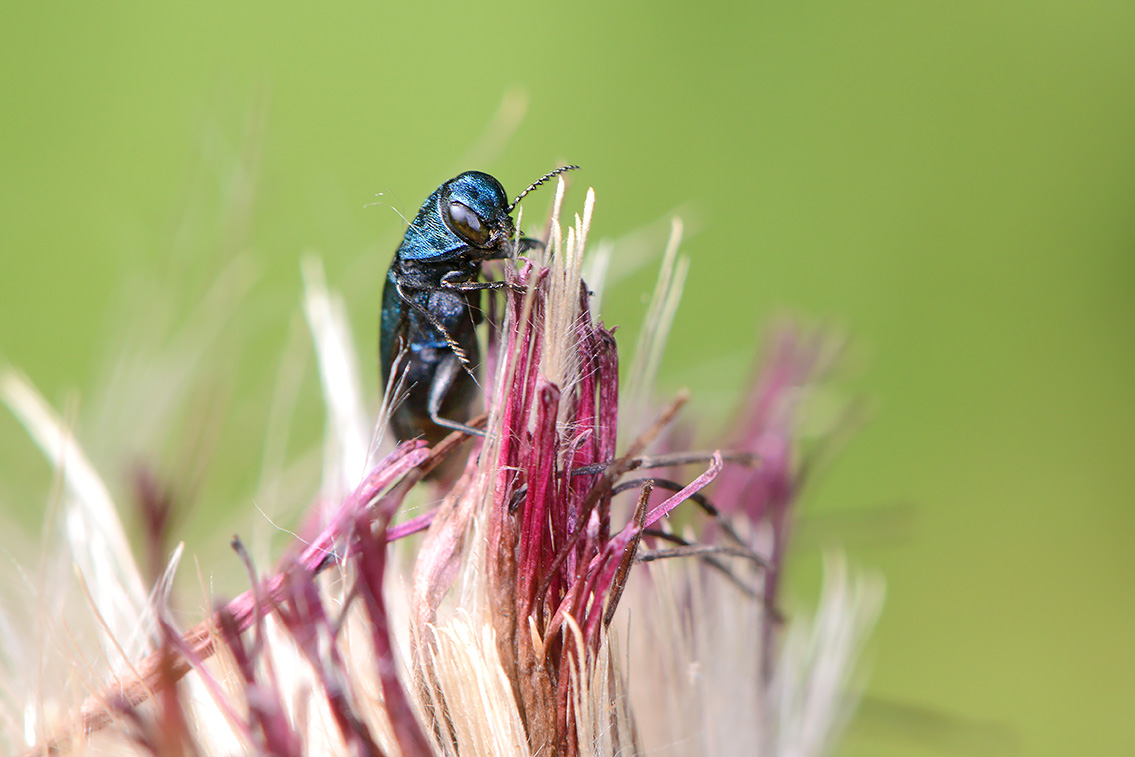 Agrilus cyanescens 6-2021 7884