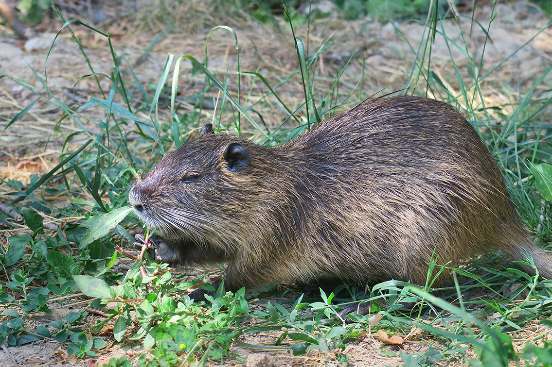 Beverrat (Myocastor coypus) 7-2019 7328