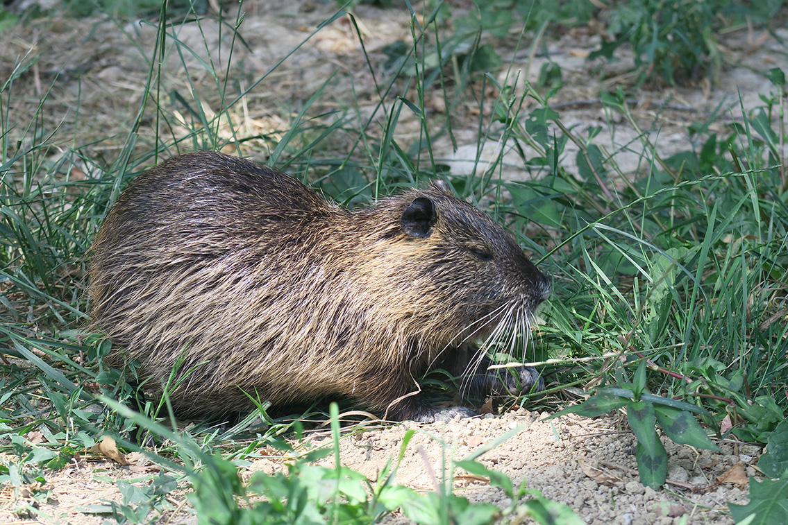 Beverrat (Myocastor coypus) 7-2019 7330