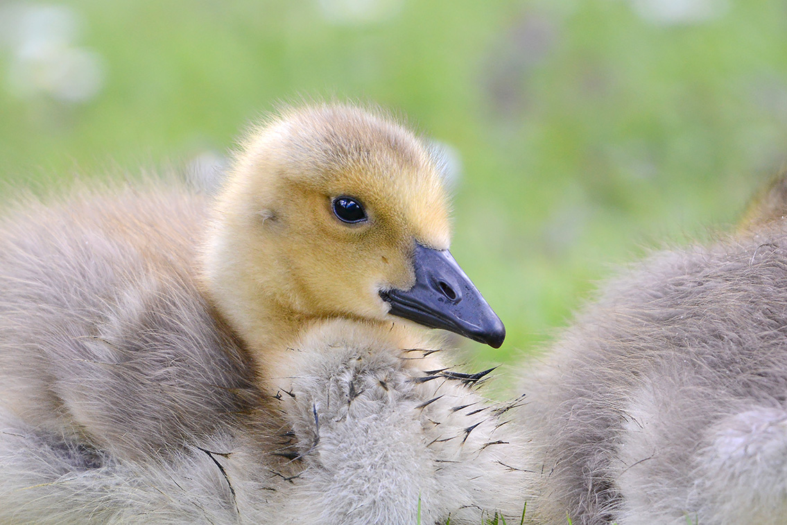 Canadese gans (Branta canadensis) 5-2021 7182