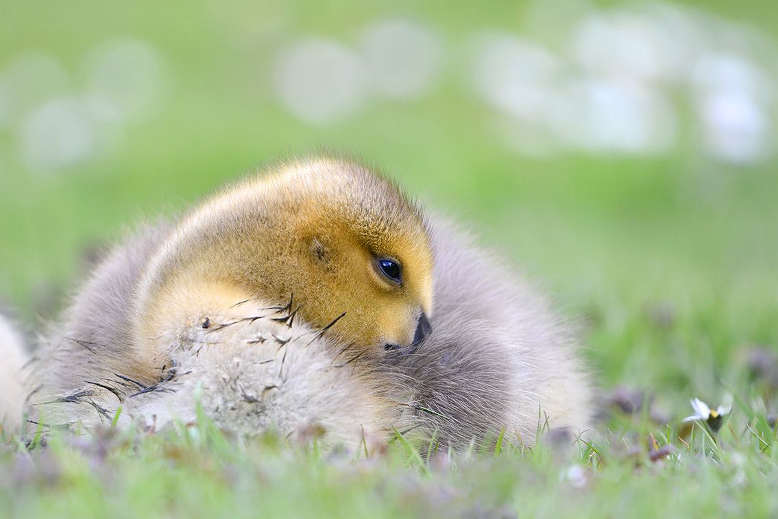 Canadese gans (Branta canadensis) 5-2021 7194