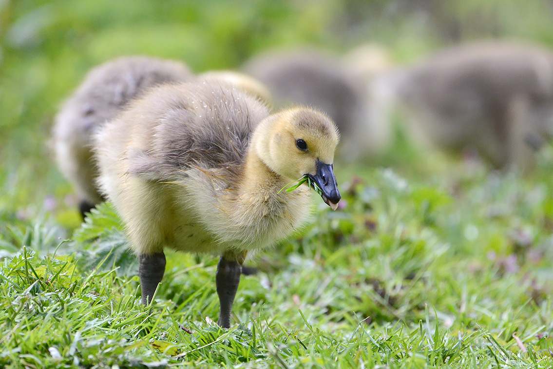 Canadese gans (Branta canadensis) 5-2021 7321