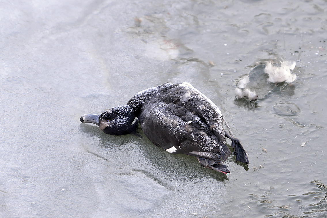 Dode Kuifeend (Athya fuligula) 2-2021 5864