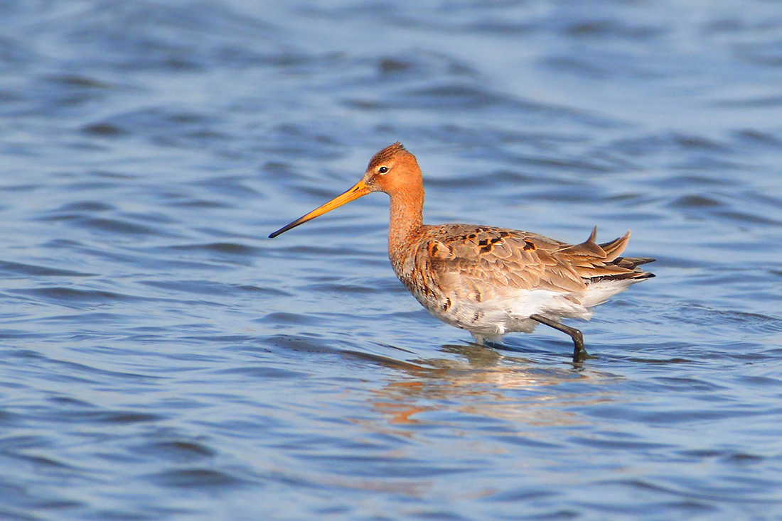 Grutto (Limosa limosa) 3-2017 6757