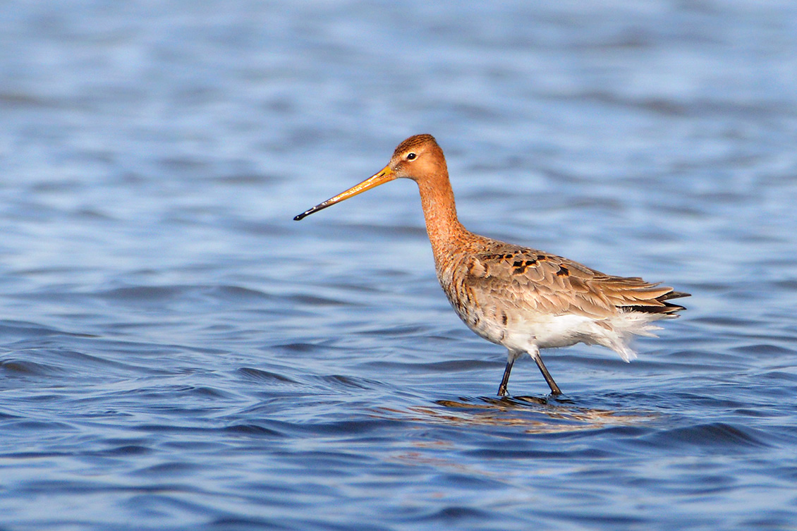 Grutto (Limosa limosa) 3-2017 6760