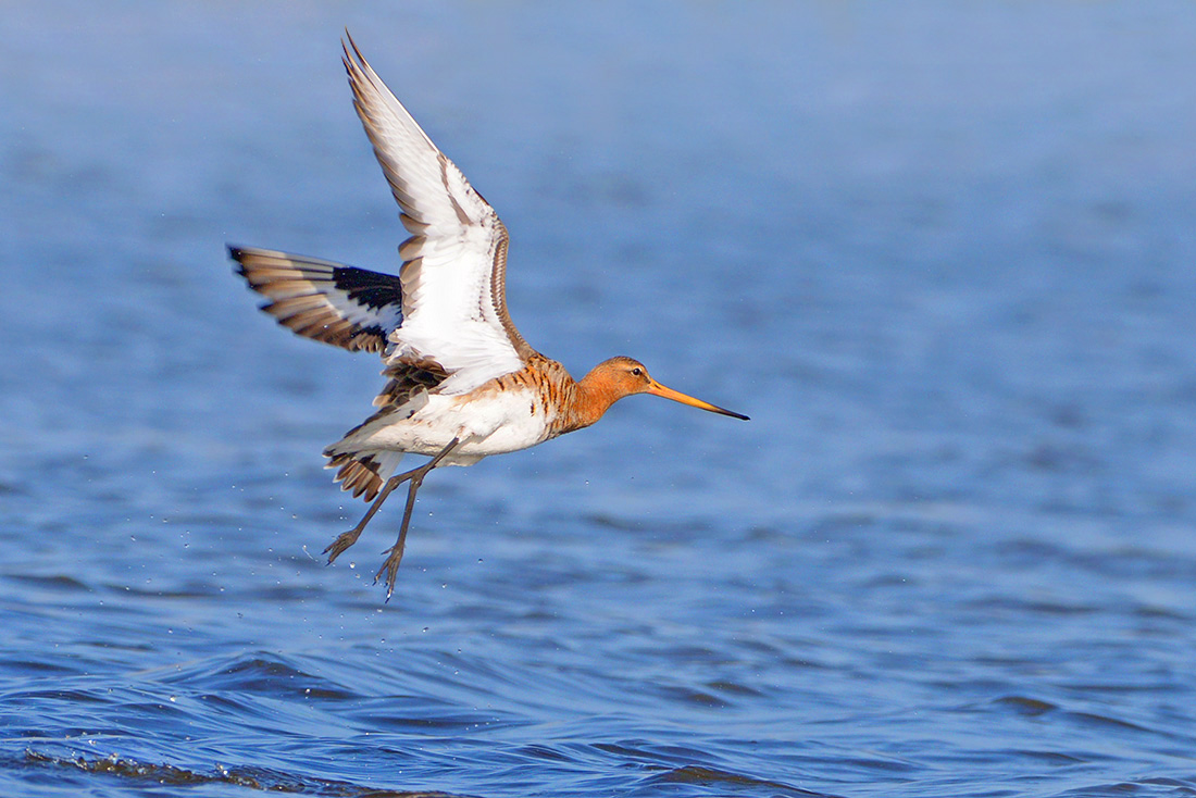 Grutto (Limosa limosa) 3-2017 6762