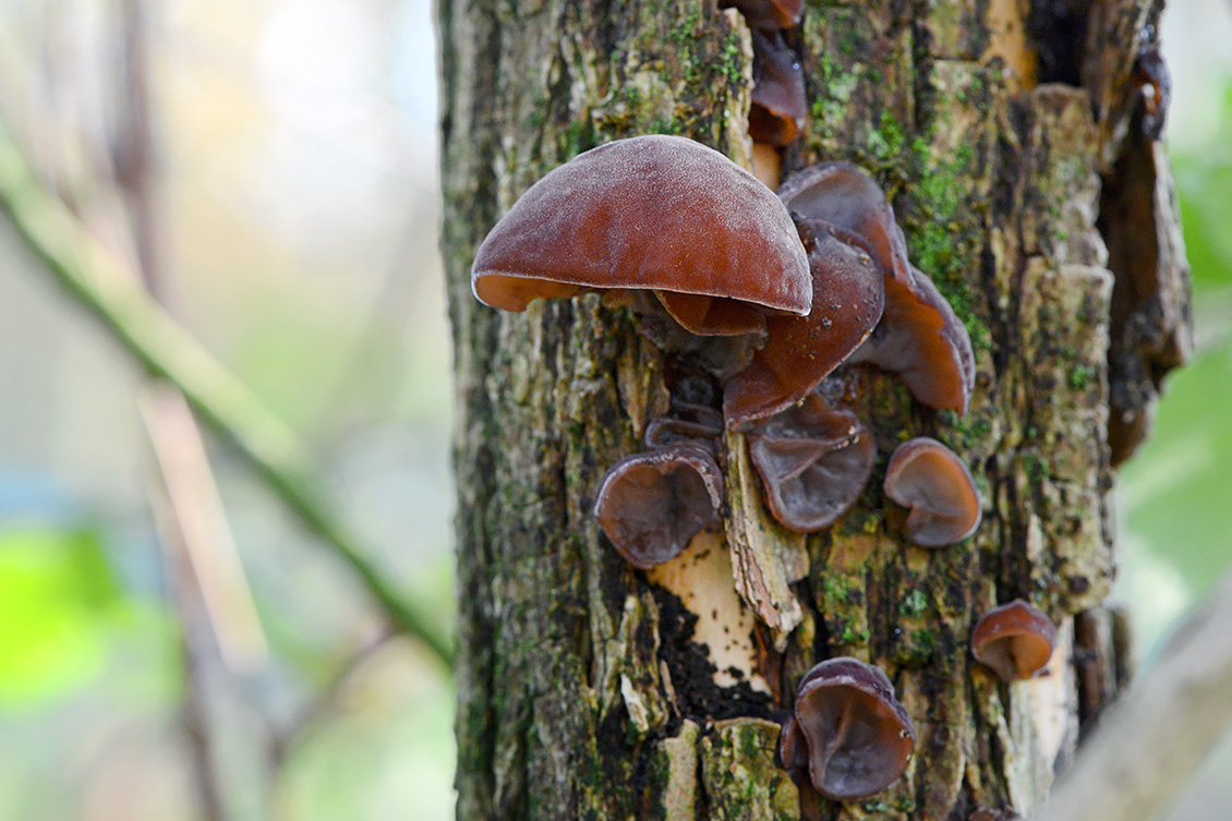 Judasoor (Auricularia auricularia-judae) 11-2019 0800