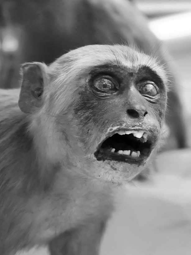 Museo Giacomo Doria 7-2019 7722