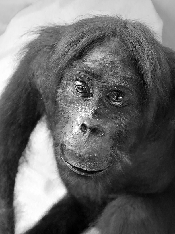 Museo Giacomo Doria 7-2019 7724