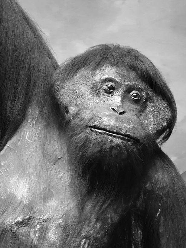 Museo Giacomo Doria 7-2019 7725