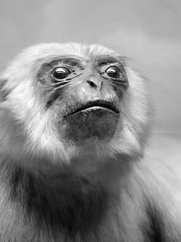 Museo Giacomo Doria 7-2019 7728